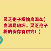 灵芝孢子粉怕高温么(高温易破坏，灵芝孢子粉的保存有讲究！)