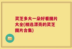 灵芝多大一朵好看图片大全(精选漂亮的灵芝图片合集)