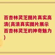 百杏林灵芝图片真实高清(高清真实图片展示百杏林灵芝的神奇魅力)