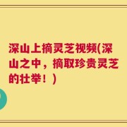 深山上摘灵芝视频(深山之中，摘取珍贵灵芝的壮举！)