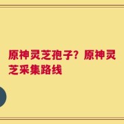 原神灵芝孢子？原神灵芝采集路线