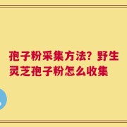 孢子粉采集方法？野生灵芝孢子粉怎么收集