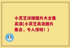 小灵芝详细图片大全集高清(小灵芝高清图片集合，令人惊叹！)
