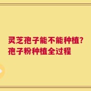 灵芝孢子能不能种植？孢子粉种植全过程