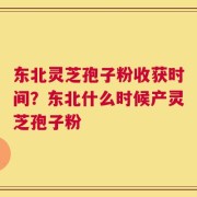东北灵芝孢子粉收获时间？东北什么时候产灵芝孢子粉