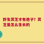 野生灵芝才有孢子？灵芝是怎么生长的