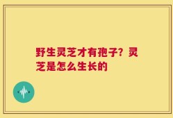 野生灵芝才有孢子？灵芝是怎么生长的