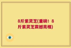 8斤紫灵芝(重磅！8斤紫灵芝震撼亮相)