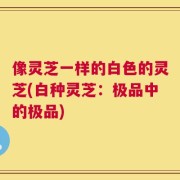 像灵芝一样的白色的灵芝(白种灵芝：极品中的极品)