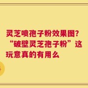 灵芝喷孢子粉效果图？“破壁灵芝孢子粉”这玩意真的有用么