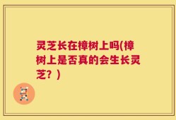 灵芝长在樟树上吗(樟树上是否真的会生长灵芝？)