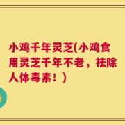 小鸡千年灵芝(小鸡食用灵芝千年不老，祛除人体毒素！)