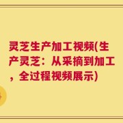 灵芝生产加工视频(生产灵芝：从采摘到加工，全过程视频展示)