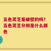 五色灵芝是破壁的吗？五色灵芝分别是什么颜色