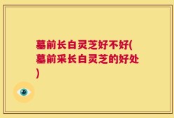墓前长白灵芝好不好(墓前采长白灵芝的好处)