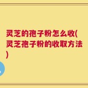 灵芝的孢子粉怎么收(灵芝孢子粉的收取方法)