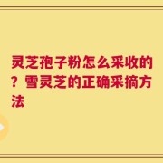 灵芝孢子粉怎么采收的？雪灵芝的正确采摘方法