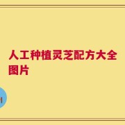 人工种植灵芝配方大全图片