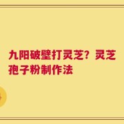 九阳破壁打灵芝？灵芝孢子粉制作法
