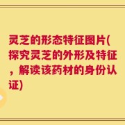灵芝的形态特征图片(探究灵芝的外形及特征，解读该药材的身份认证)