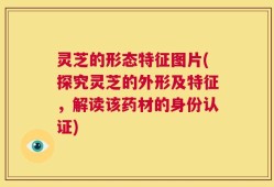 灵芝的形态特征图片(探究灵芝的外形及特征，解读该药材的身份认证)