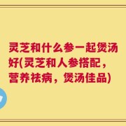 灵芝和什么参一起煲汤好(灵芝和人参搭配，营养祛病，煲汤佳品)