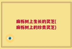 麻栎树上生长的灵芝(麻栎树上的珍贵灵芝)
