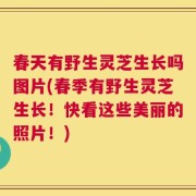 春天有野生灵芝生长吗图片(春季有野生灵芝生长！快看这些美丽的照片！)