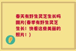 春天有野生灵芝生长吗图片(春季有野生灵芝生长！快看这些美丽的照片！)