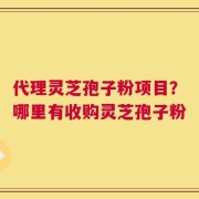 代理灵芝孢子粉项目？哪里有收购灵芝孢子粉