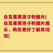 白芨果荚孢子粉图片(白芨果荚孢子粉图片展示，助你更好了解其功效)