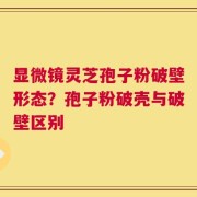 显微镜灵芝孢子粉破壁形态？孢子粉破壳与破壁区别