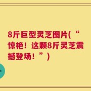 8斤巨型灵芝图片(“惊艳！这颗8斤灵芝震撼登场！”)