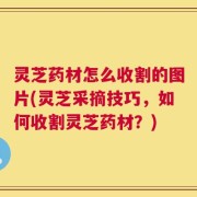 灵芝药材怎么收割的图片(灵芝采摘技巧，如何收割灵芝药材？)