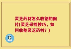 灵芝药材怎么收割的图片(灵芝采摘技巧，如何收割灵芝药材？)