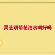 灵芝跟菊花泡水喝好吗