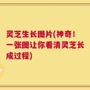 灵芝生长图片(神奇！一张图让你看清灵芝长成过程)