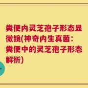 粪便内灵芝孢子形态显微镜(神奇内生真菌：粪便中的灵芝孢子形态解析)