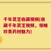 千年灵芝收藏视频(收藏千年灵芝视频，领略珍贵药材魅力)