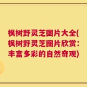 枫树野灵芝图片大全(枫树野灵芝图片欣赏：丰富多彩的自然奇观)
