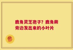 鹿角灵芝孢子？鹿角蕨旁边发出来的小叶片