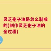灵芝孢子油是怎么制成的(制作灵芝孢子油的全过程)