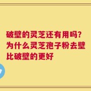 破壁的灵芝还有用吗？为什么灵芝孢子粉去壁比破壁的更好