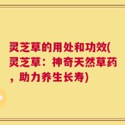 灵芝草的用处和功效(灵芝草：神奇天然草药，助力养生长寿)
