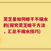灵芝是如何晾干不缩水的(探究灵芝晾干方法，汇总不缩水技巧)