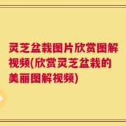 灵芝盆栽图片欣赏图解视频(欣赏灵芝盆栽的美丽图解视频)