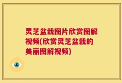 灵芝盆栽图片欣赏图解视频(欣赏灵芝盆栽的美丽图解视频)