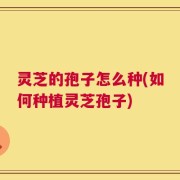 灵芝的孢子怎么种(如何种植灵芝孢子)
