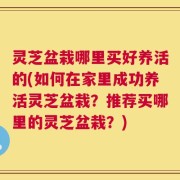 灵芝盆栽哪里买好养活的(如何在家里成功养活灵芝盆栽？推荐买哪里的灵芝盆栽？)