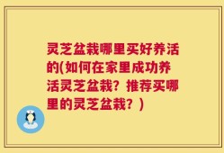灵芝盆栽哪里买好养活的(如何在家里成功养活灵芝盆栽？推荐买哪里的灵芝盆栽？)